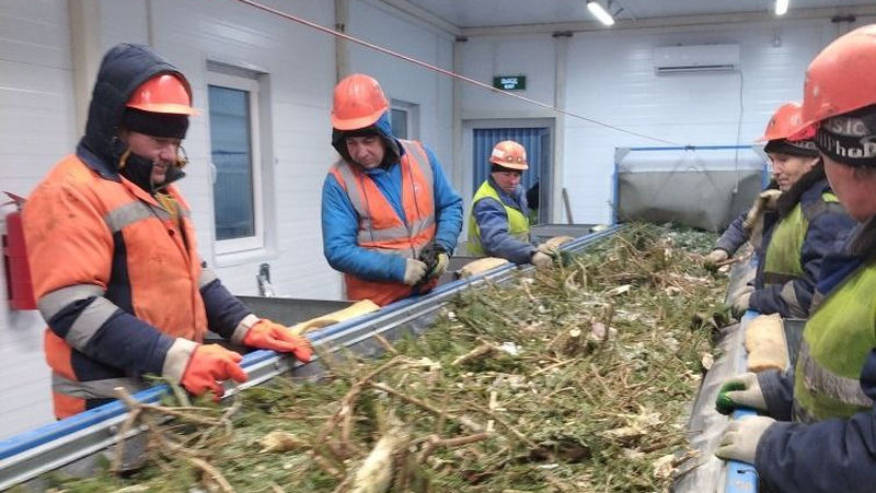 В Московской области 63 тыс. новогодних елей направлены на переработку
