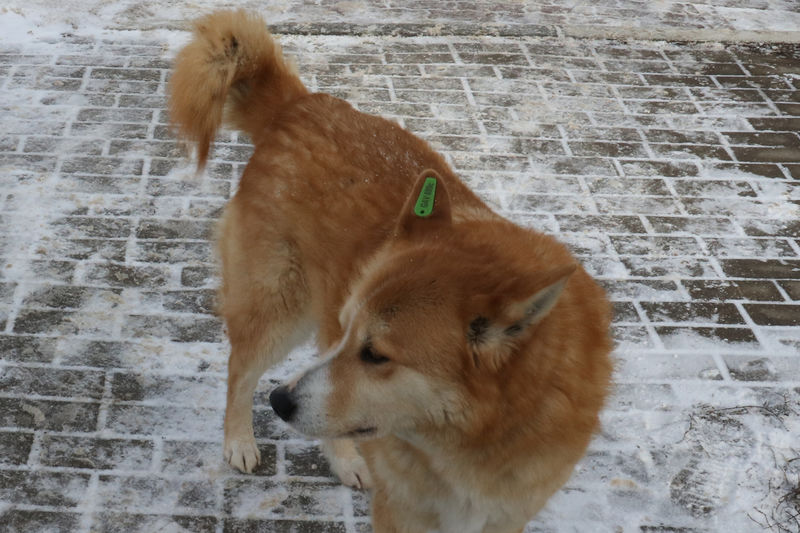 Что нужно знать жителям Рузского городского округа о бродячих собаках