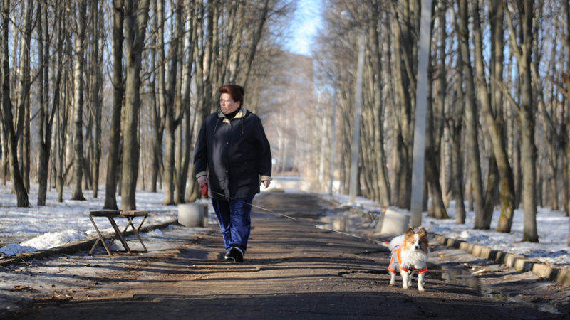 В Подмосковье предложили 1,5 тыс. мест под выгульные площадки для собак
