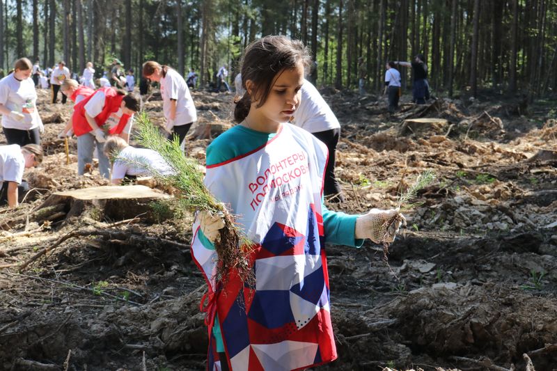 В Рузском округе высадили более 4200 саженцев деревьев