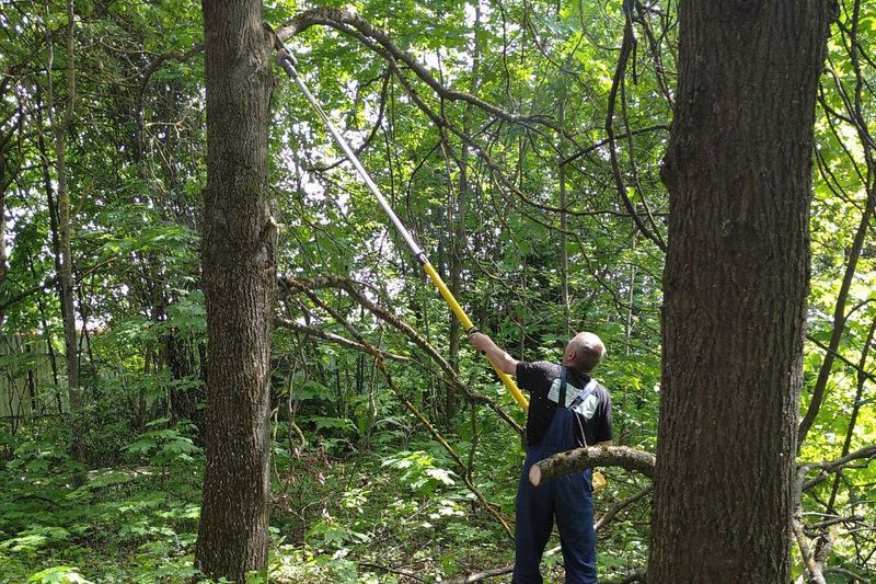 В Рузском округе обрезают деревья и кустарники