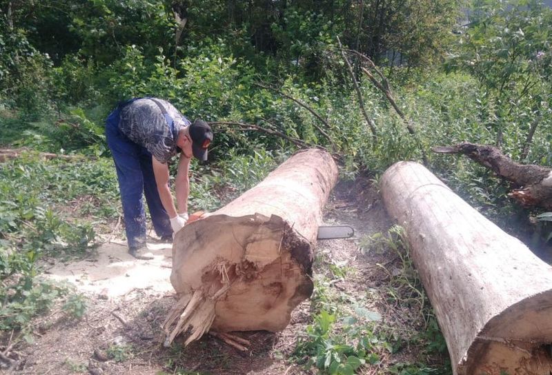 В Рузском округе обрезают деревья и кустарники