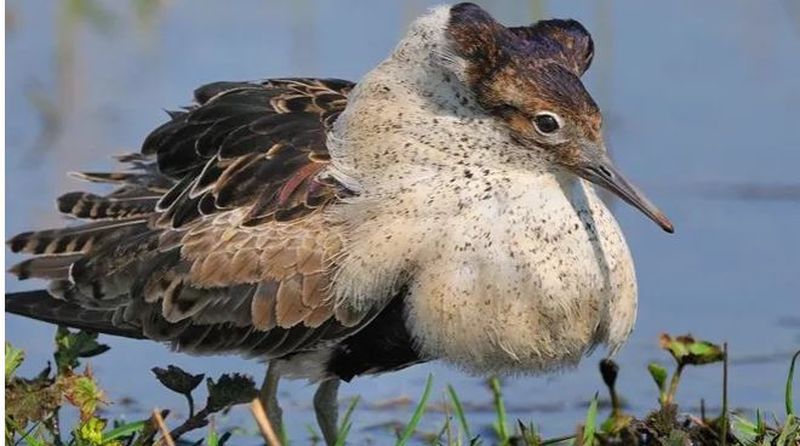 Минэкологии рассказало о редких птицах природной охранной зоны в Рузе