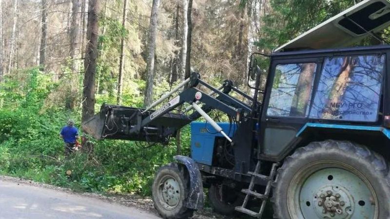 В Рузском округе специалисты убирают сухие деревья и обрезают кустарники