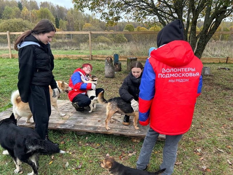 Волонтеры помогли питомцам Можайского приюта