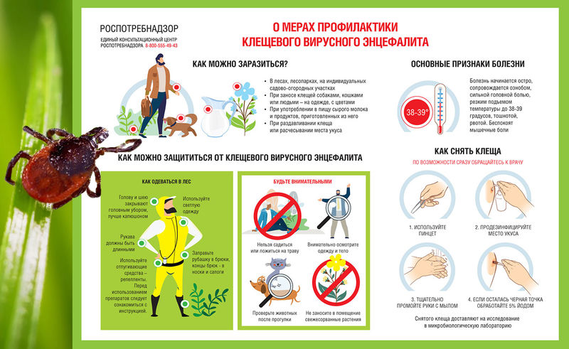 Ружан информируют о мерах неспецифической профилактики инфекций, передающихся клещами