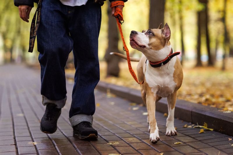 Зарегистрировать домашнее животное в Подмосковье теперь можно онлайн