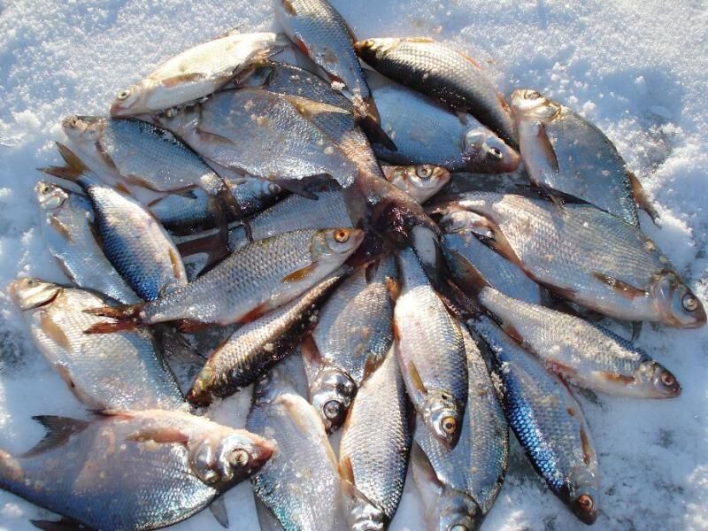  Соревнования по спортивной рыбалке пройдут в Рузе в последний день зимы