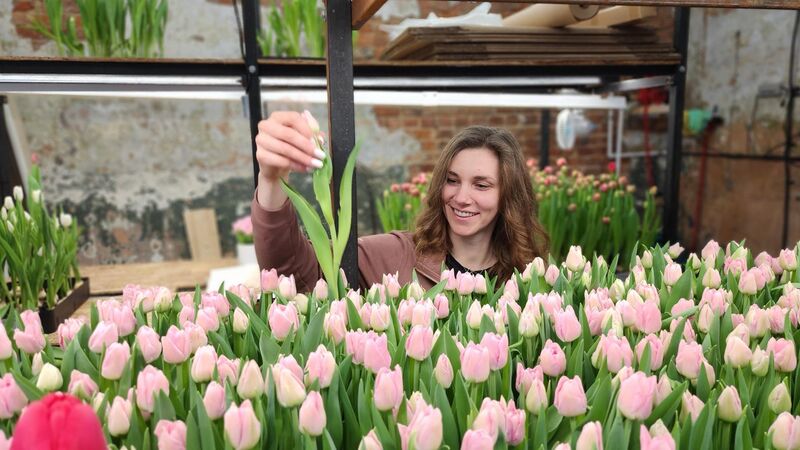 Цветочный подарок для женщин Подмосковья: жительница Рузы вырастила к празднику 10 тысяч тюльпанов