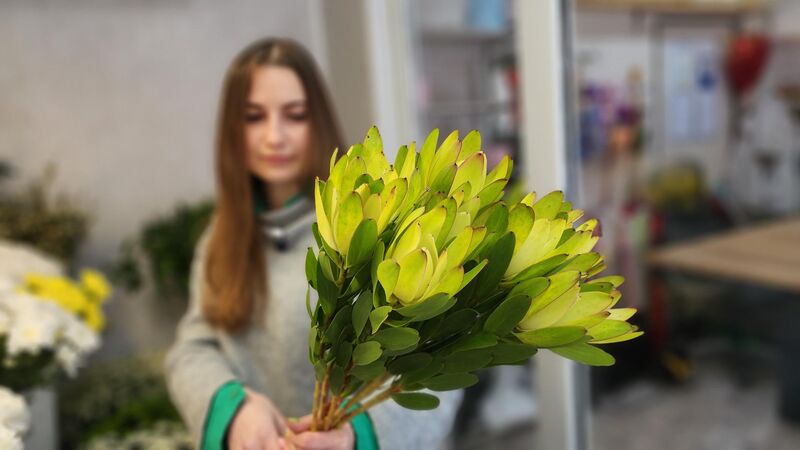 Африканский цветок вытесняет мимозу: флористы Рузы раскрыли главный тренд этой весны