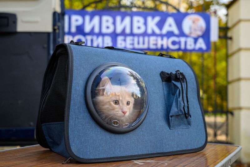 В Московской области проводится выездная вакцинация домашних животных против бешенства