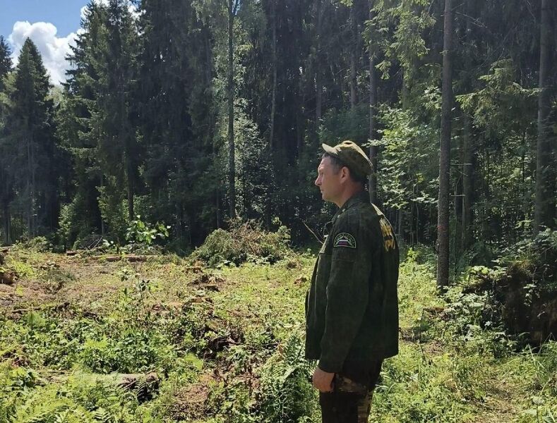 У деревни Палашкино началась санитарная рубка леса