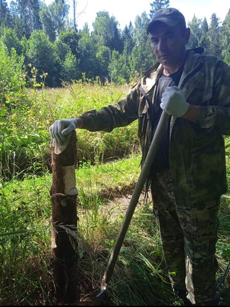 У деревни Поречье завершён отвод лесосеки под сплошную санитарную рубку