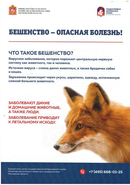 Бешенство: как распознать угрозу и защитить себя и питомца