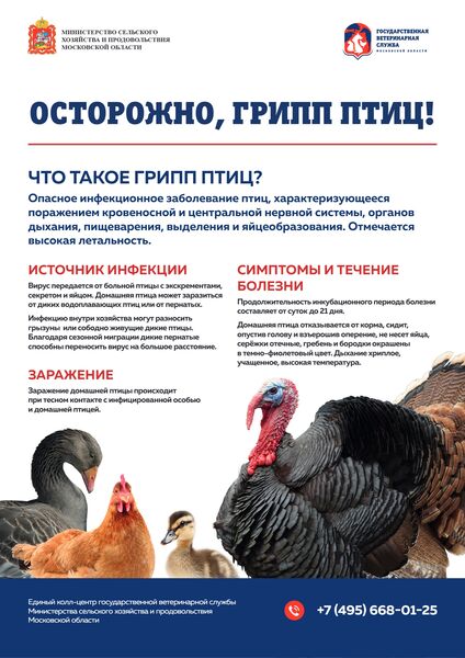 Грипп птиц: как защитить хозяйство