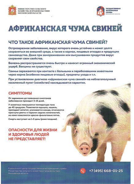 Африканская чума свиней: краткая справка