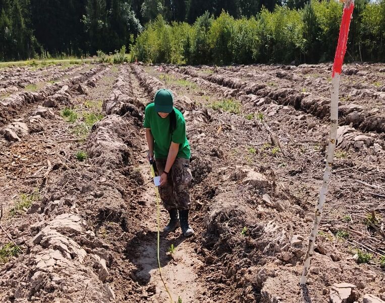 Вблизи деревни Новой высадили молодой лес