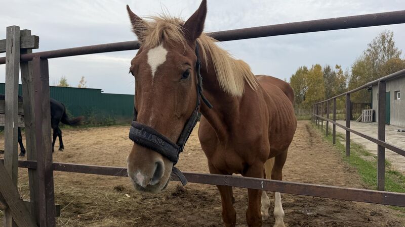 Провести время на природе зовет конно-туристический комплекс «Станица» под Рузой